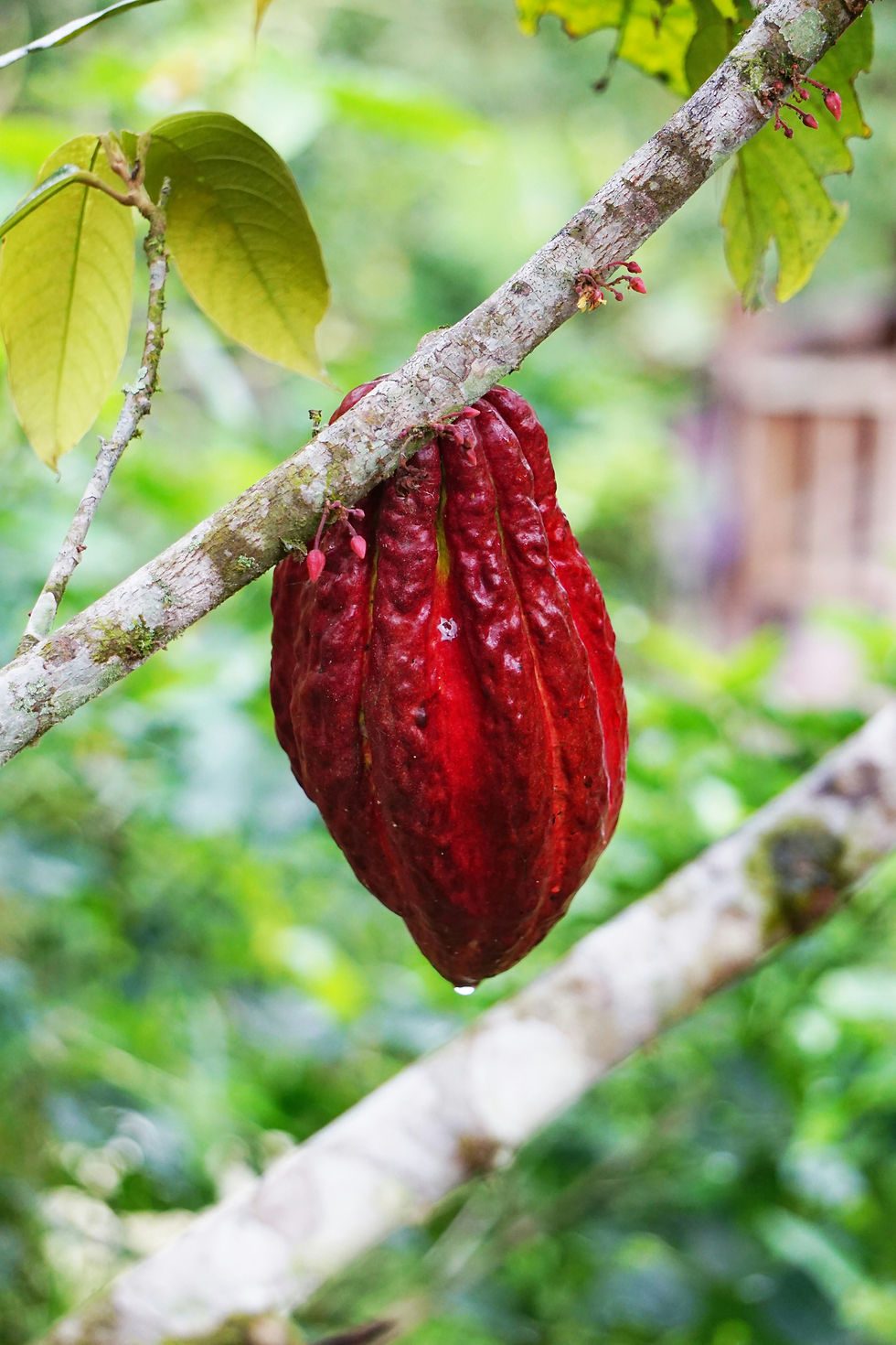 A ripe red cacao pod on the tree
